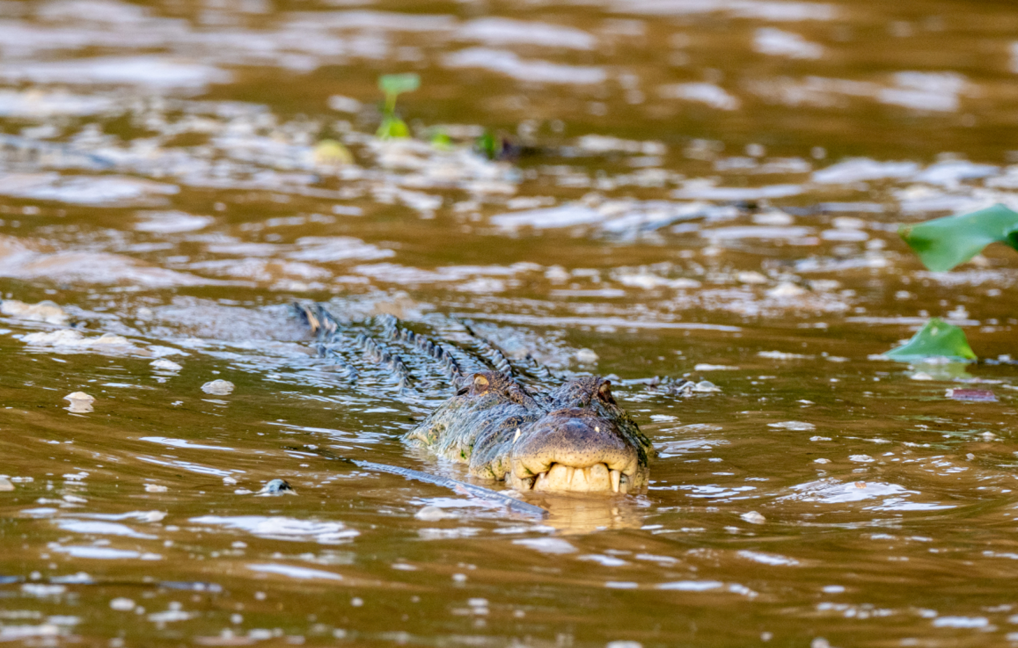 Saltwater Crocodile
